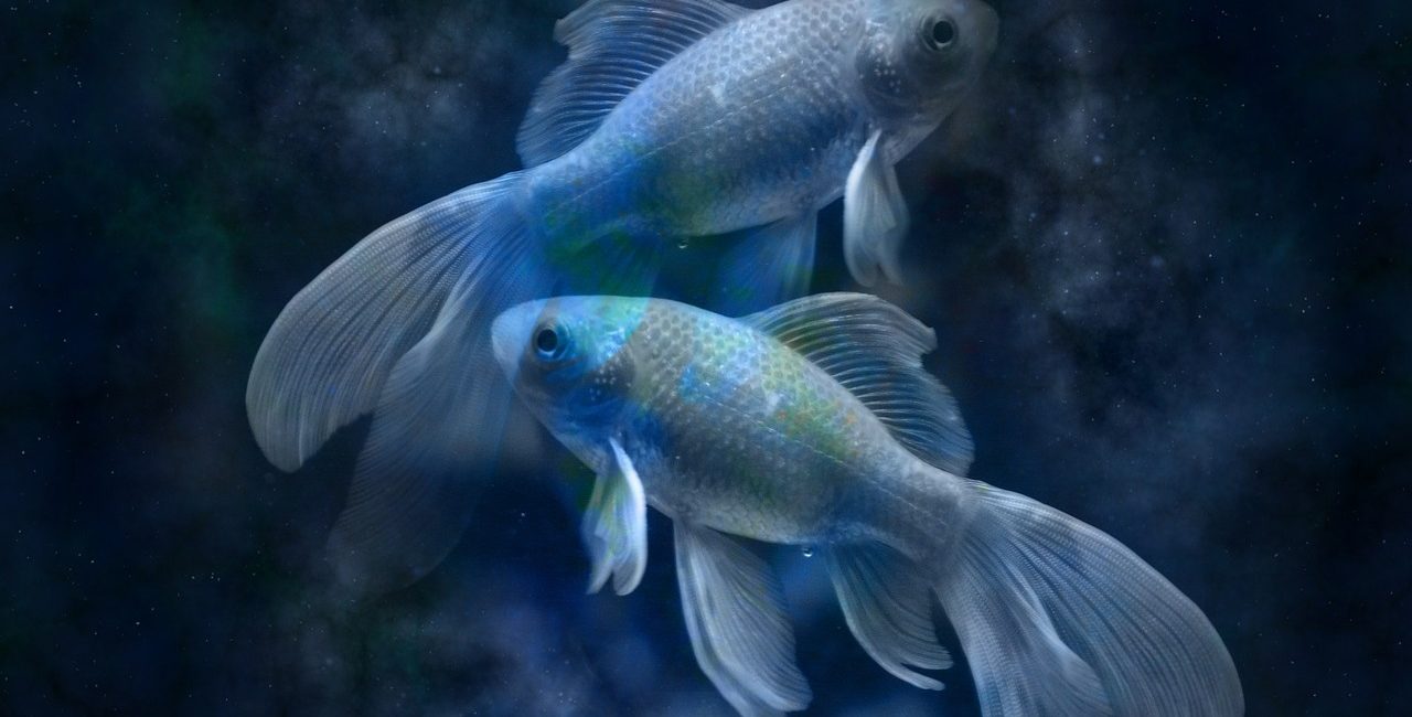 Les Poissons au travail : Comment utiliser vos forces astrologiques